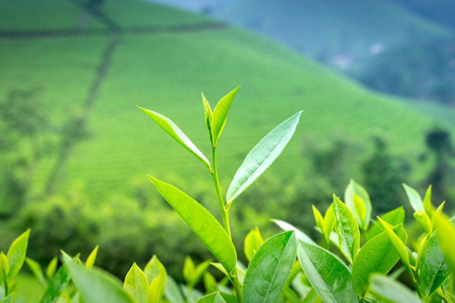 Read more about the article Ooty -Conoor 3 days